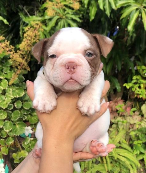 บูลลี่ (Bully) เล็ก บูลลี่