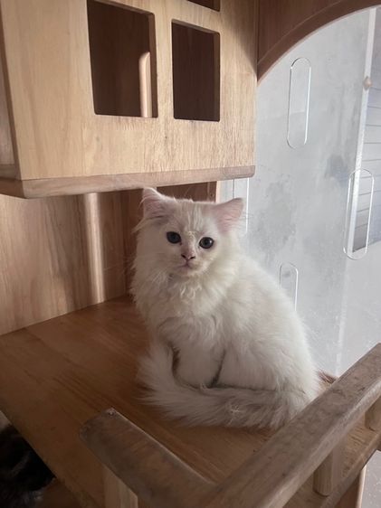 แมวเปอร์เซีย 3 ใบเถา