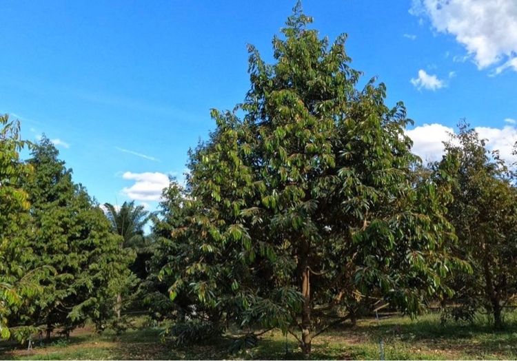 ไม่ใช่ ขายที่ดิน 62 ไร่ สวนปาร์มและทุเรียน กาญจนบุรี รูปที่ 4