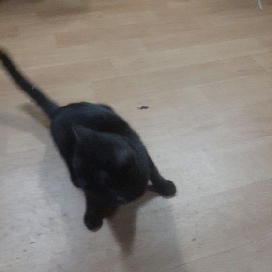 แจกฟรี แมวสก็อดติส สีดำเพศเมียอายุ2ปี ยังไม่ได้ทำหมัน หาคนดูแล ต่อไม่มีค่าใช้จ่ายใดๆทั้งสิ้น รูปที่ 3