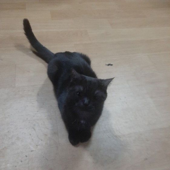 แจกฟรี แมวสก็อดติส สีดำเพศเมียอายุ2ปี ยังไม่ได้ทำหมัน หาคนดูแล ต่อไม่มีค่าใช้จ่ายใดๆทั้งสิ้น รูปที่ 4