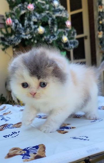 หูพับ ขนยาว รูปที่ 5