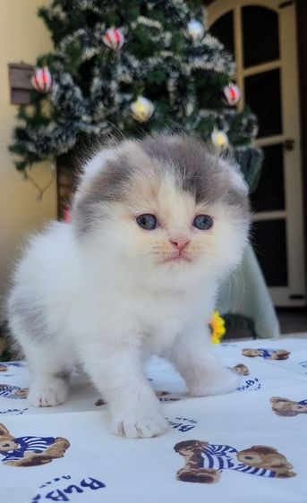 หูพับ ขนยาว รูปที่ 3