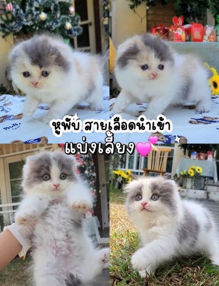 หูพับ ขนยาว รูปที่ 4