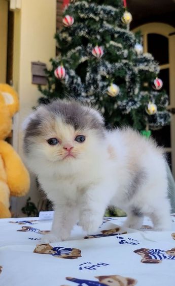 หูพับ ขนยาว รูปที่ 6