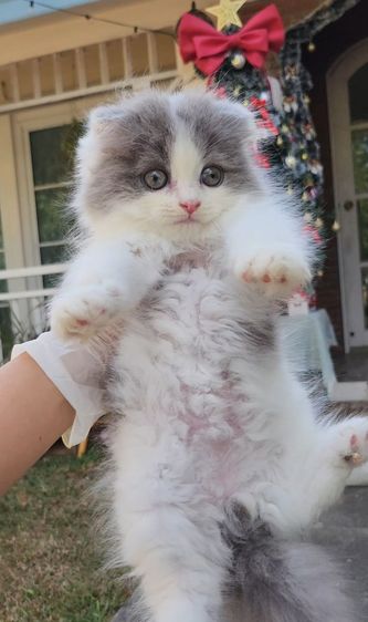 หูพับ ขนยาว รูปที่ 2