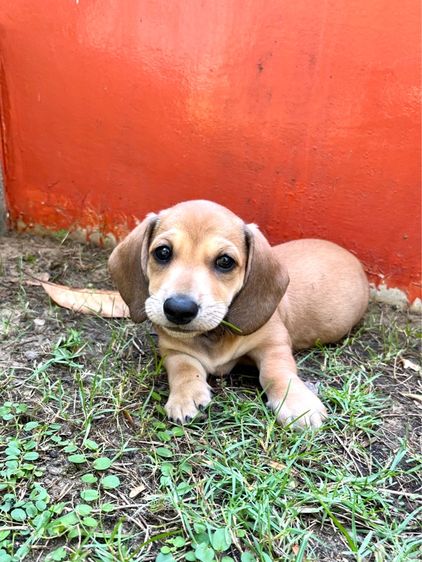 ดัชชุน รูปที่ 2