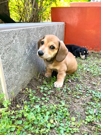 ดัชชุน รูปที่ 4