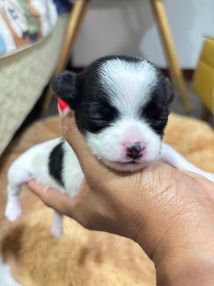 ชิวาวา รูปที่ 8