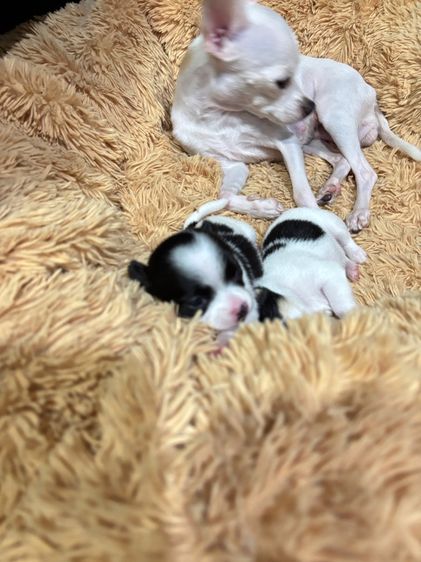 ชิวาวา รูปที่ 6