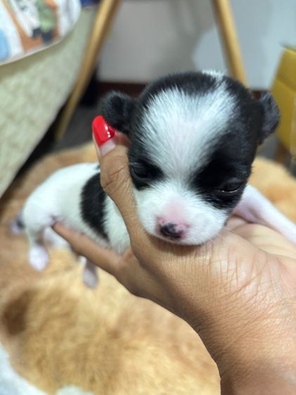 ชิวาวา รูปที่ 7