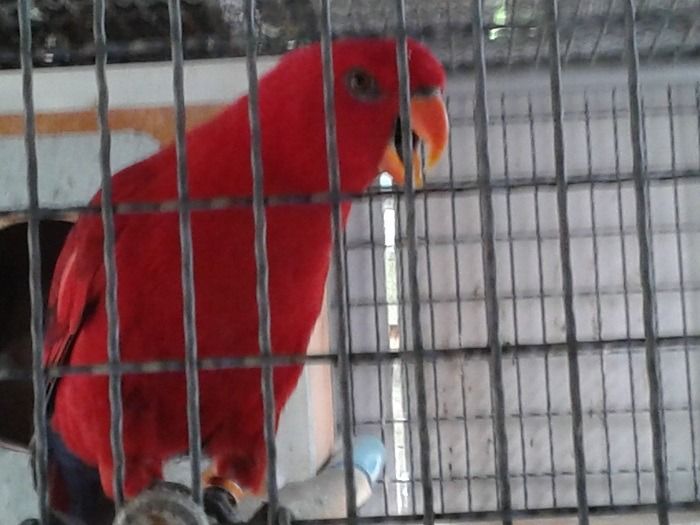 โนรี เรดและเรนโบว์ พร้อมทำ รูปที่ 3