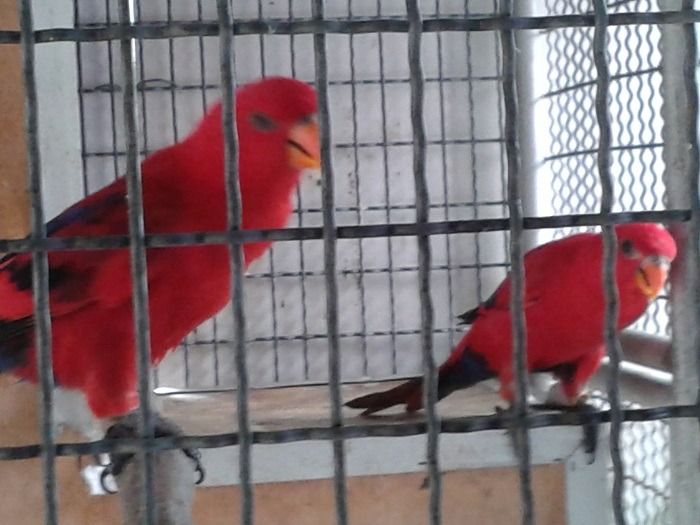 โนรี เรดและเรนโบว์ พร้อมทำ รูปที่ 2