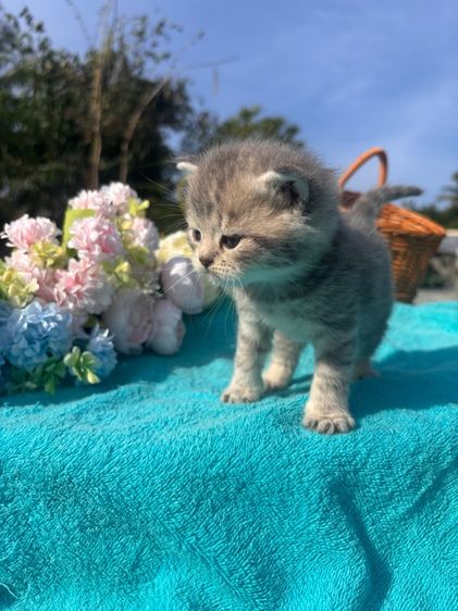 แมวสก๊อตติชผสมบริสติช รูปที่ 3