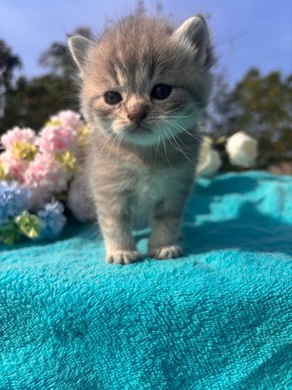 แมวสก๊อตติชผสมบริสติช รูปที่ 2