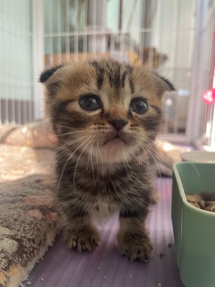 น้องๆขาสั้น รูปที่ 3