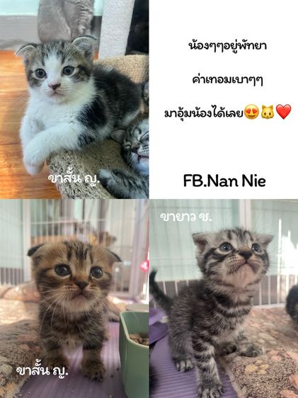 น้องๆขาสั้น