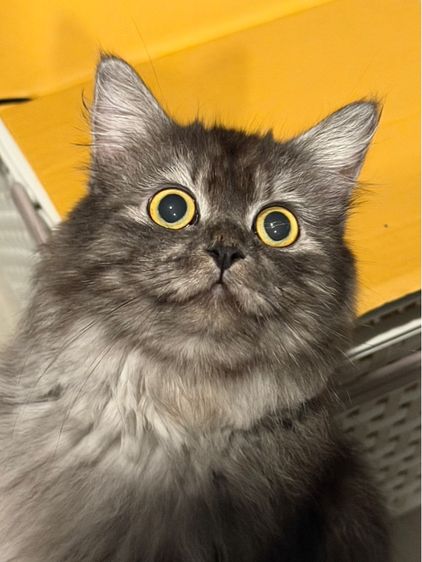 น้องแมวเปอว์เซียสาวสวย