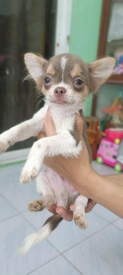 ชิวาวาเด็กชาย รูปที่ 2