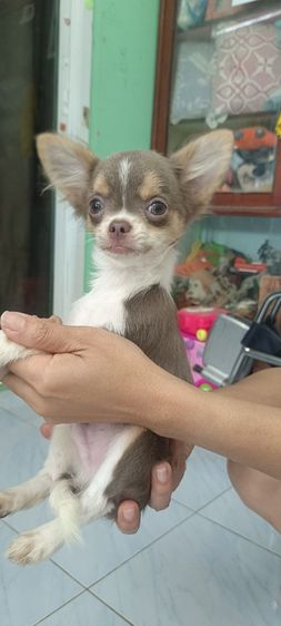 ชิวาวาเด็กชาย