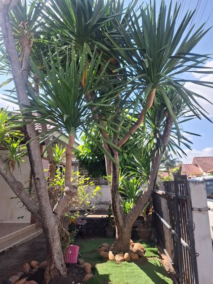 อื่นๆ บ้าน รูปที่ 4