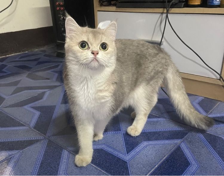 แมวบริติช เพศเมีย รูปที่ 8