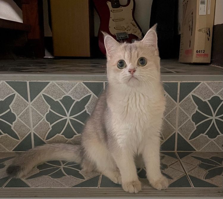 แมวบริติช เพศเมีย รูปที่ 4