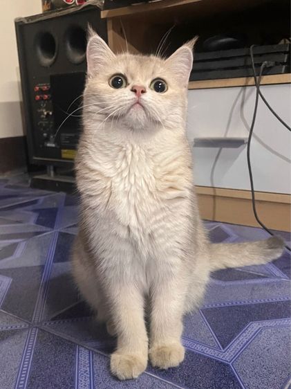 แมวบริติช เพศเมีย รูปที่ 10