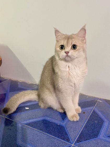 แมวบริติช เพศเมีย รูปที่ 6