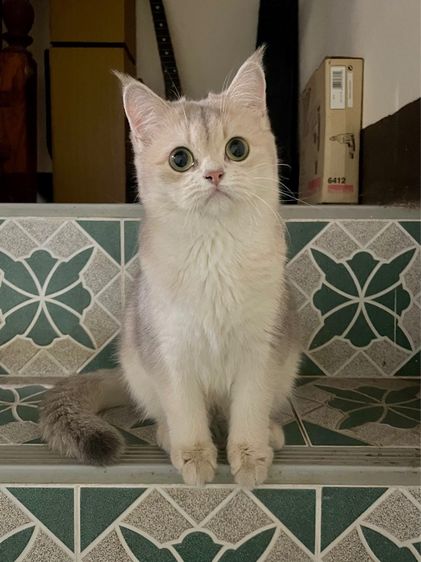 บริติช ชอร์ตแฮร์ (British Shorthair) แมวบริติช เพศเมีย