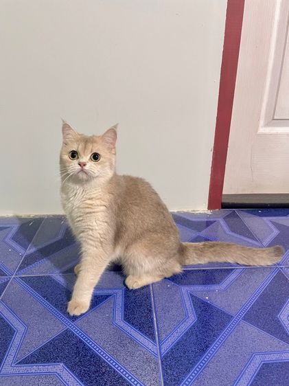 แมวบริติช เพศเมีย รูปที่ 5