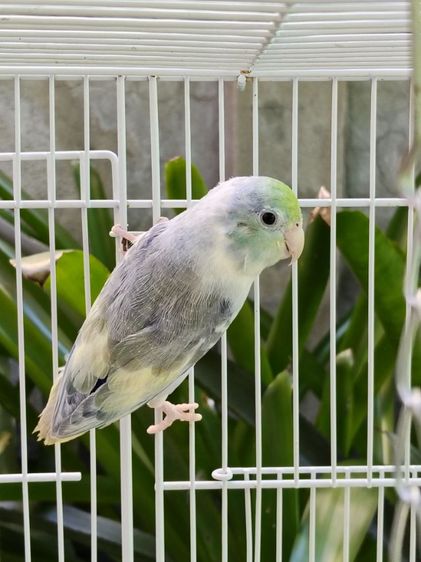 นกแก้วฟอพัส รูปที่ 3