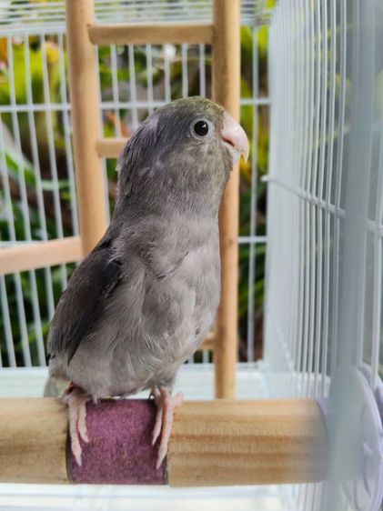 นกแก้วฟอพัส รูปที่ 5