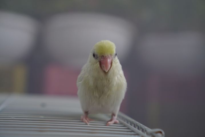 นกแก้วฟอพัส รูปที่ 8