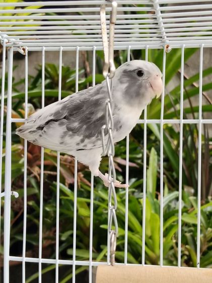 นกแก้วฟอพัส รูปที่ 7