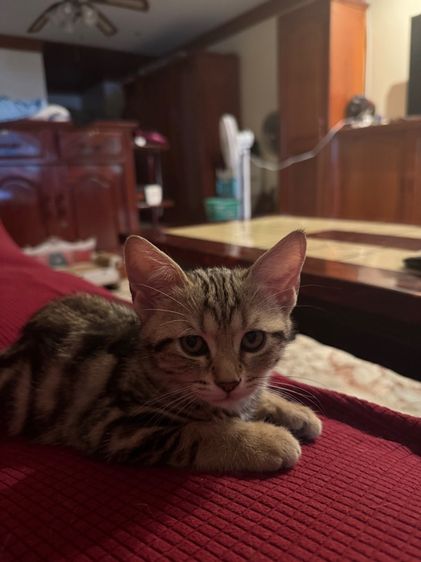 American shorthair kitten female 