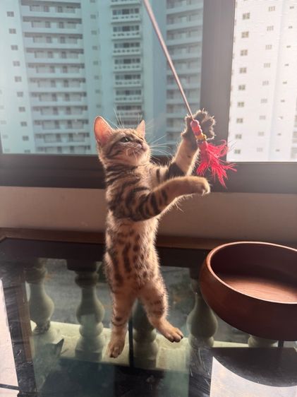 American shorthair kitten female  รูปที่ 3