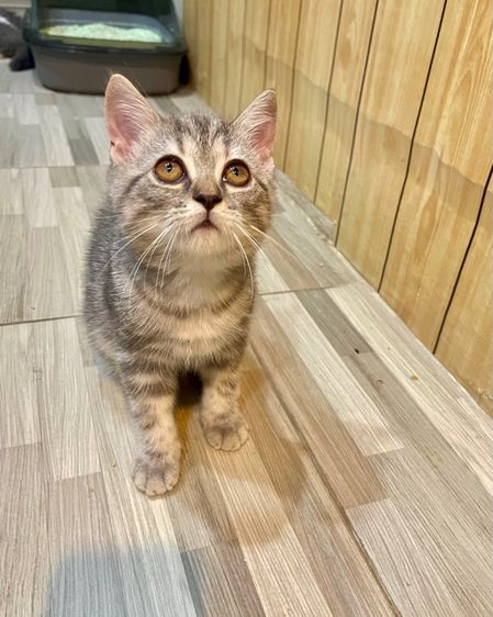 ❌ได้บ้านแล้ว❌ดช. สก็อตติส รูปที่ 4