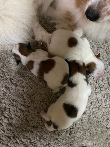 เล็ก ชิสุ (Shih Tzu) เปิดจองลูกสุนัข