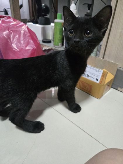 แจกแมวน้อย ลูกเสี้ยวอเมริกันแมนคูน รูปที่ 4