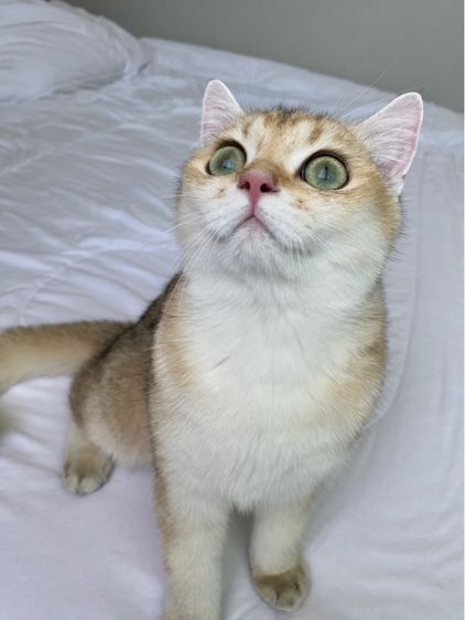 แมวบริติช รูปที่ 4