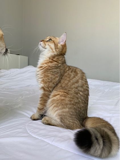 แมวบริติช รูปที่ 2