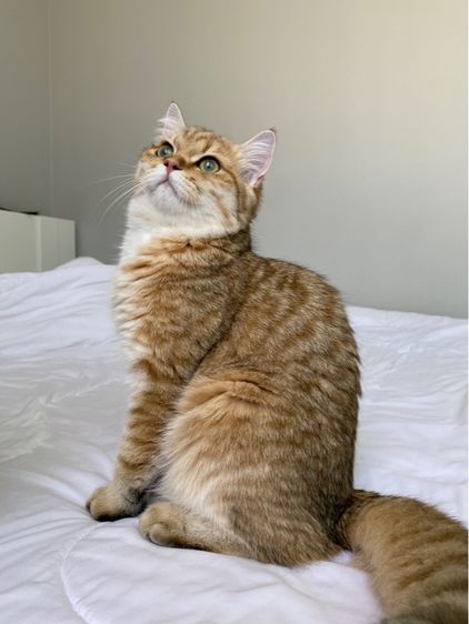 แมวบริติช