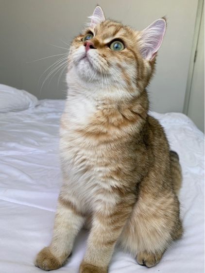 แมวบริติช รูปที่ 8