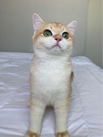 แมวบริติช รูปที่ 2