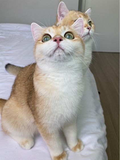 แมวบริติช รูปที่ 5