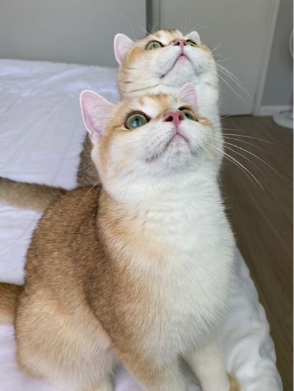 แมวบริติช รูปที่ 3