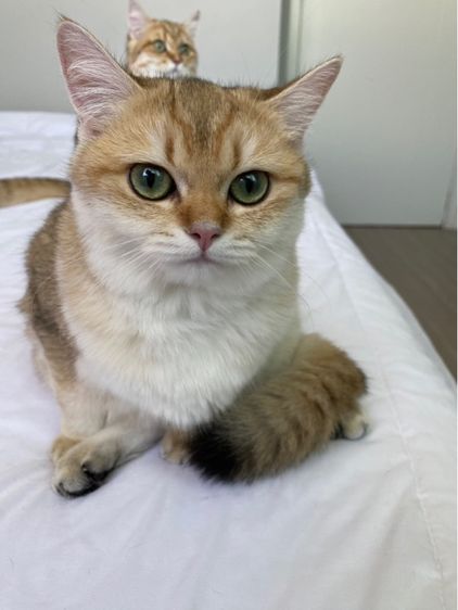 แมวบริติช รูปที่ 3