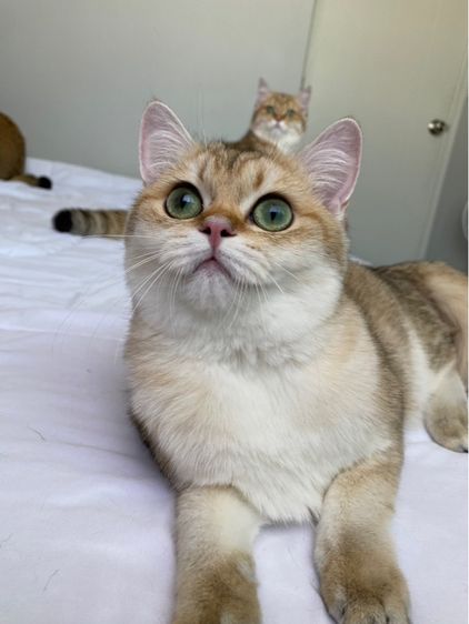 แมวบริติช