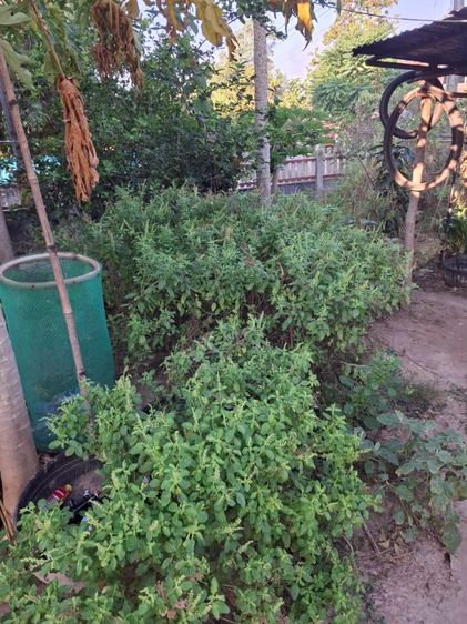 ขายบ้าน เจ้าของขายเอง  รูปที่ 3